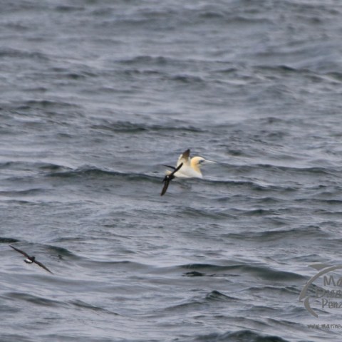 storm petrels
