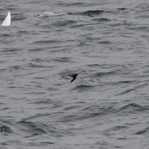 storm petrel