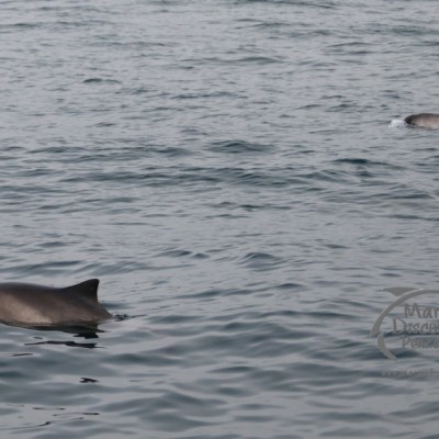 Two porpoises surfacing in calm ocean waters.