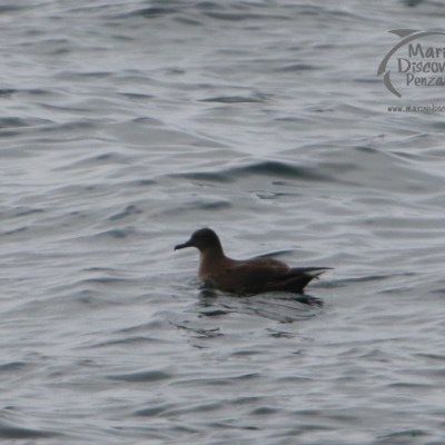 sooty shearwater