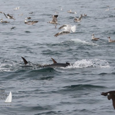 bluefun tuna and gulls