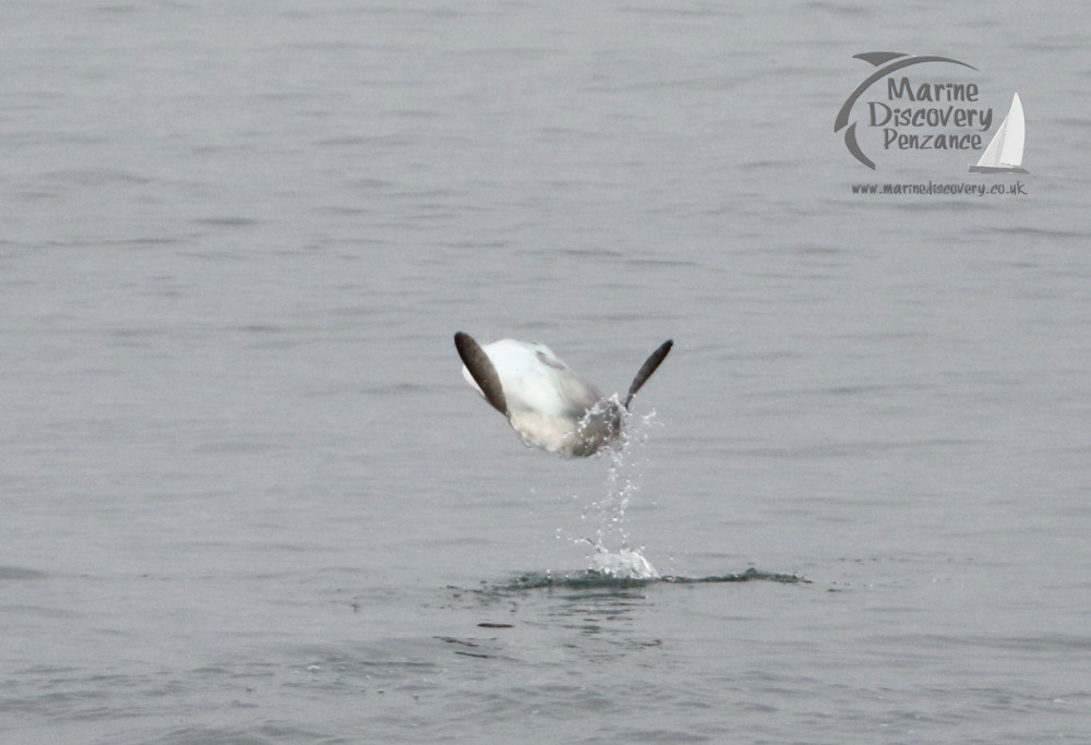 breaching sunfish
