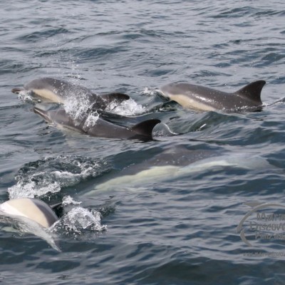 common dolphins