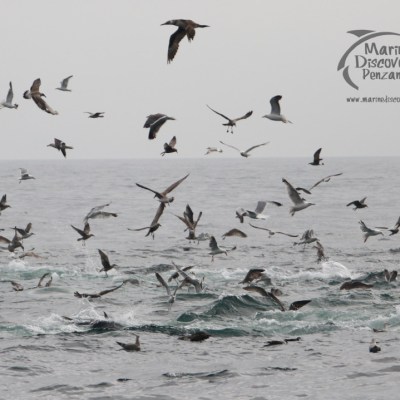 tuna and seabird feeding frenzy