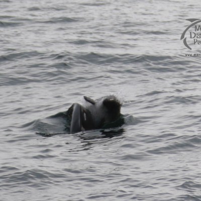 mating harbour porpoises