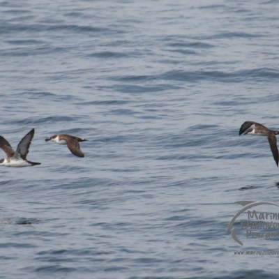 great shearwaters