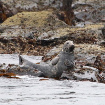 Seal resting on rocky shore, partially submerged in water.