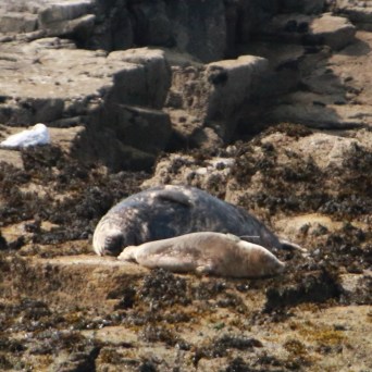 Two seals lying on rocky shore with several seagulls nearby.