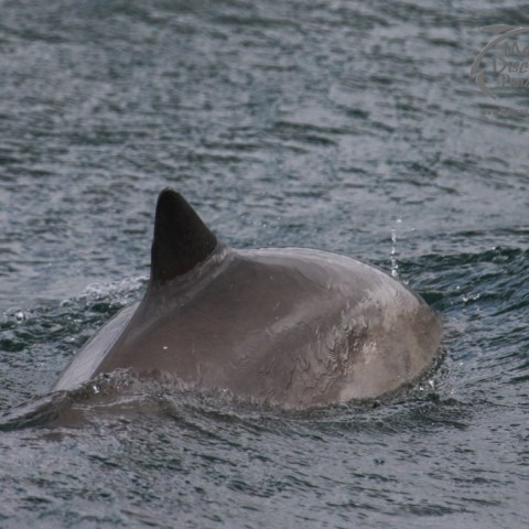 Harbour porpoise