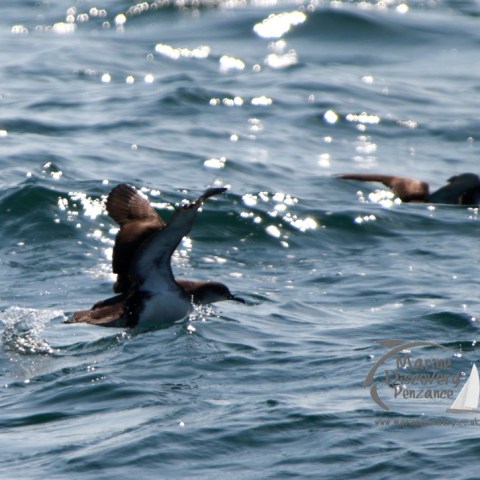 Manx shearwaters