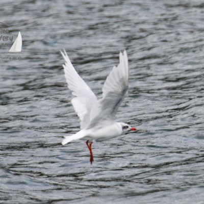 A white seabird with red legs flying over rippling water.