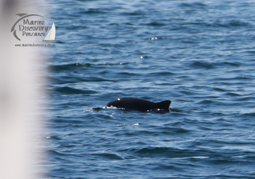 A porpoise surfacing in calm ocean waters with brand logo in top left corner.