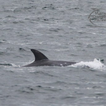 Risso's dolphin