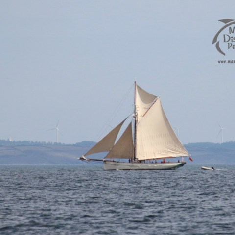 The Pellow sailing boat