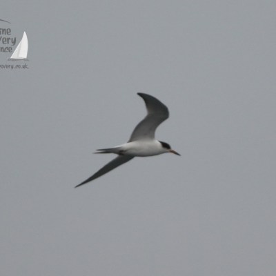 arctic tern