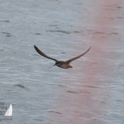 Bird flying low over water, with a pink hue across the image.