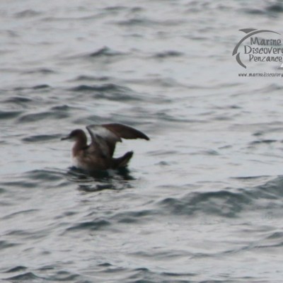 balearic shearwater
