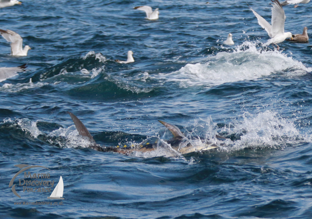 bluefin tuna