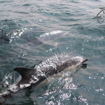 Dolphins swimming near a boat on a sunny day with water splashes around them.