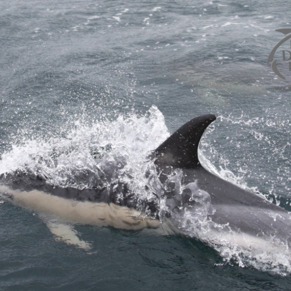common dolphin