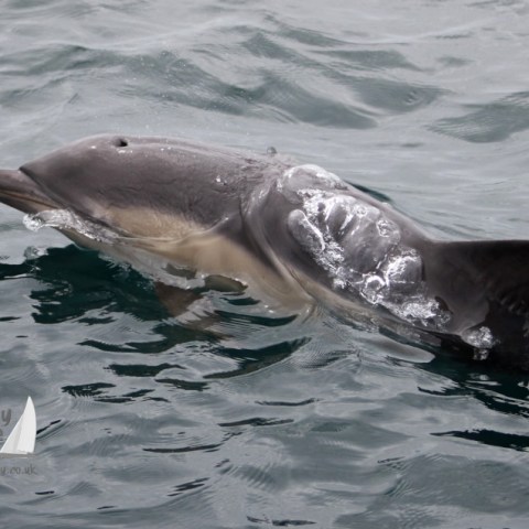 Dolphin surfacing in the ocean, with water streaming off its body and dorsal fin visible.