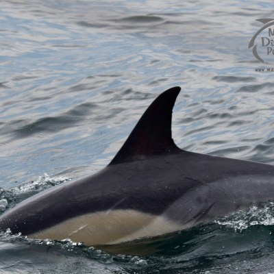 common dolphin