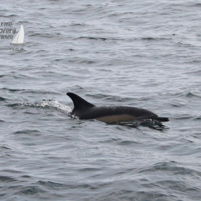 Dolphin swimming in the ocean with dorsal fin visible above the water.