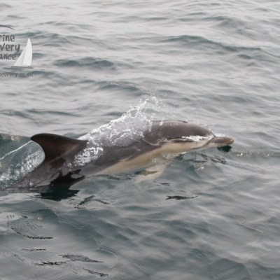 Dolphin swimming in the ocean with water splashing.