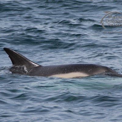 A dolphin swimming in the ocean with its dorsal fin above the water surface.