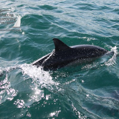 A dolphin swimming in the ocean with visible dorsal fin and splash.