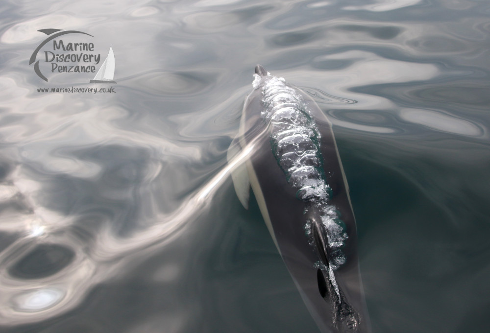 A dolphin swimming just below the surface of calm ocean water, creating ripples.