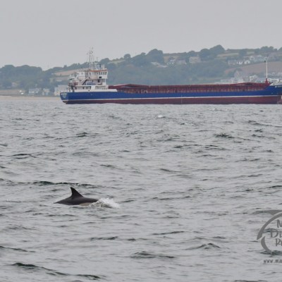 common dolphin and ship