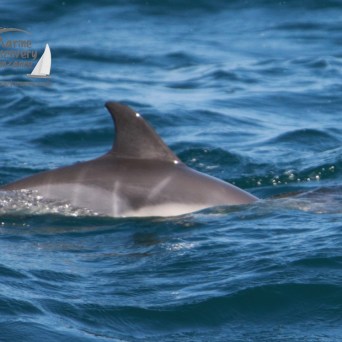 common dolphin calf