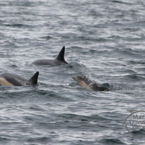 common dolphin calf