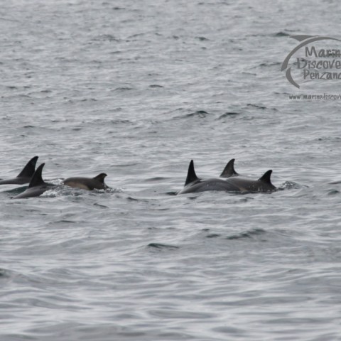 common dolphin group