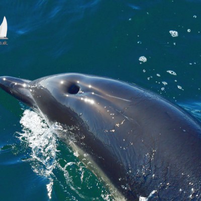 Close-up of a dolphin swimming in the ocean with water splashes around it.