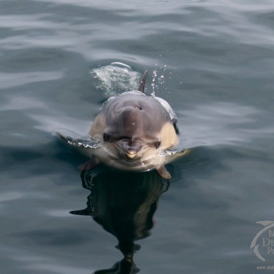 A dolphin swimming near the water's surface with a visible reflection.