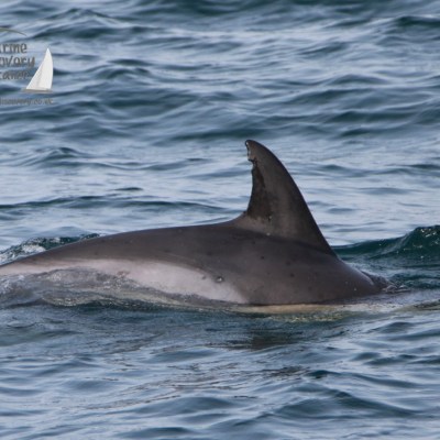 Dolphin swimming in the ocean with fin above water, logo on top left corner.