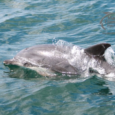 melanistic common dolphin