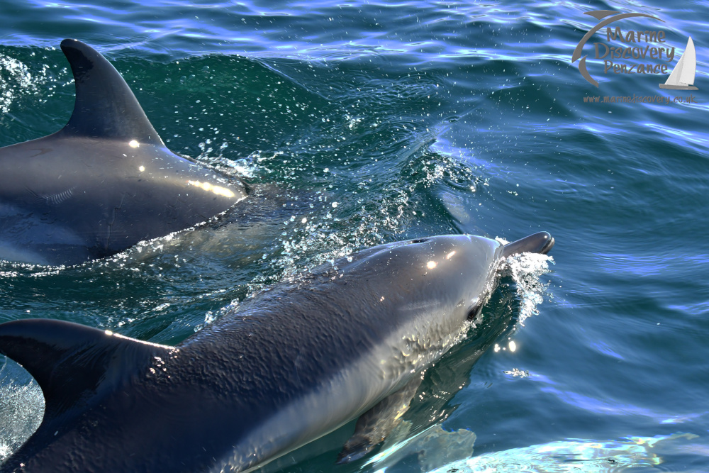 Two dolphins swimming in clear blue water with sunlight reflections.