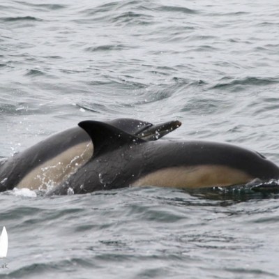 Two dolphins swimming side by side in the ocean with visible dorsal fins.