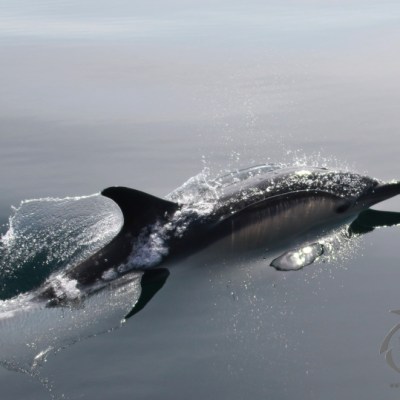 common dolphin surfacing