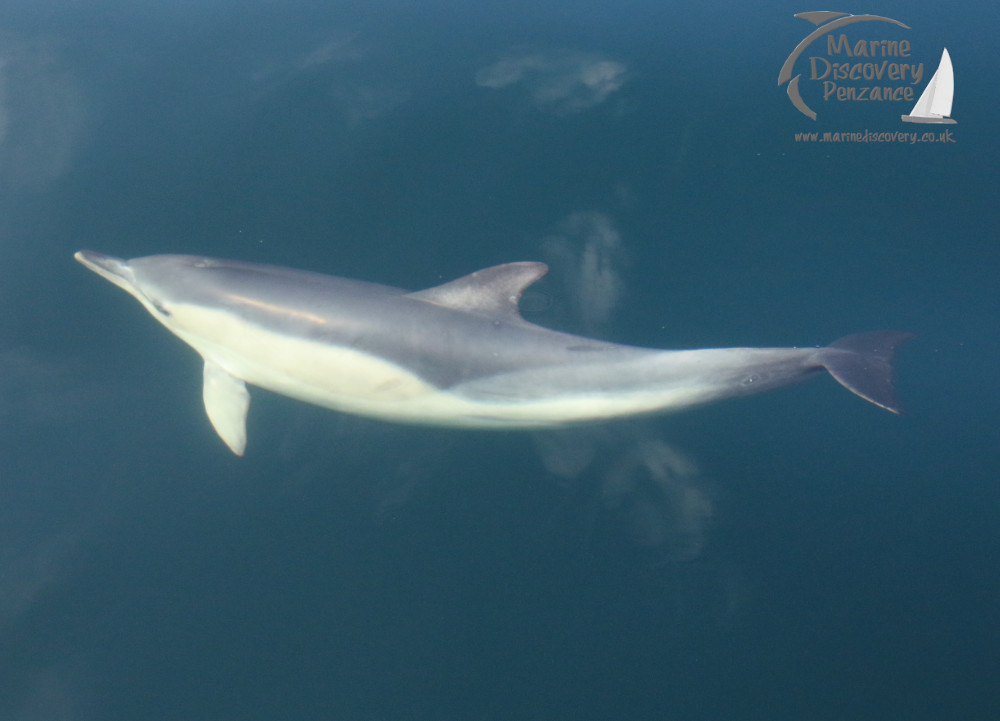 common dolphin underwater