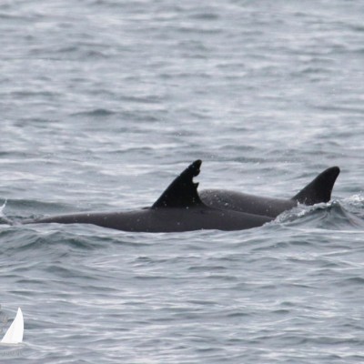 Two dolphins swimming together with fins above water surface.