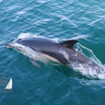 common dolphin
