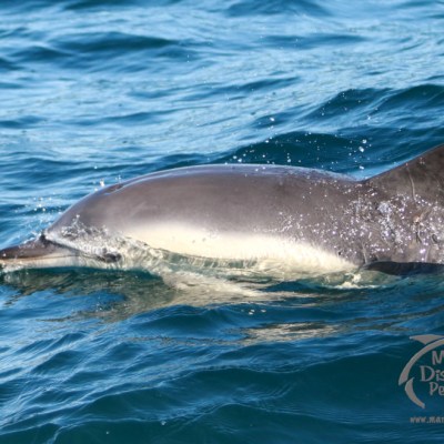 Dolphin swimming in blue ocean water with its dorsal fin above the surface.