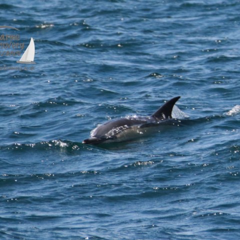 common dolphin
