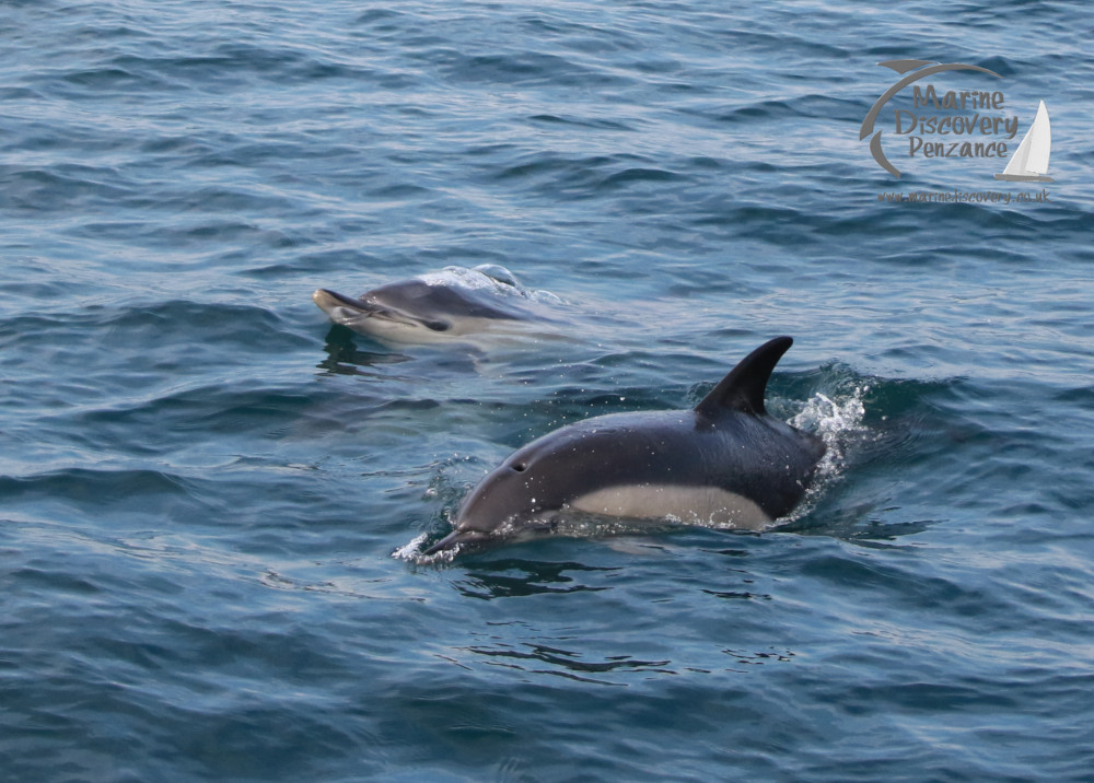 Two dolphins swim near the ocean surface with rippling water around them.