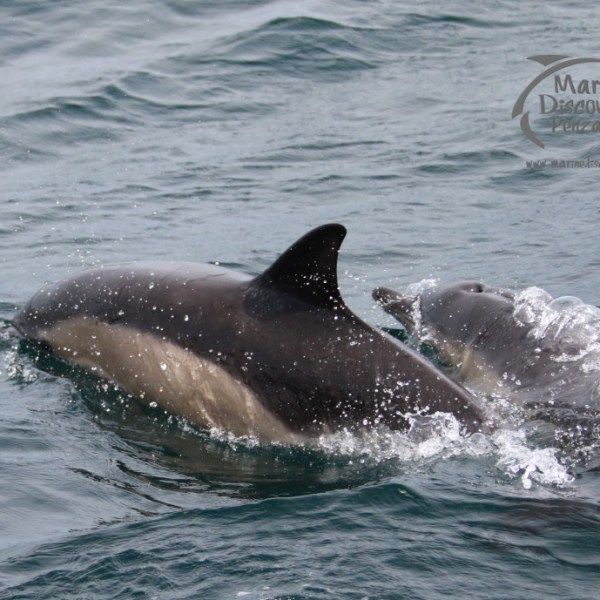 Two dolphins swimming close together in the ocean.
