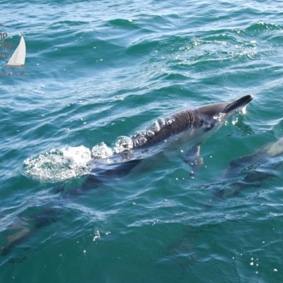 Dolphins swimming underwater with bubbles on the ocean surface.